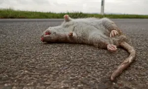 Martwa szczur leżący na asfalcie, z łapkami do góry.