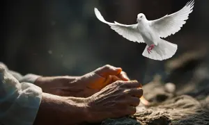 Biały gołąb w locie nad złożonymi dłońmi.