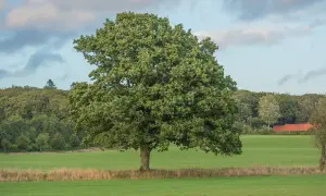 Potężny, rozłożysty dąb na tle zielonej łąki i lasu.