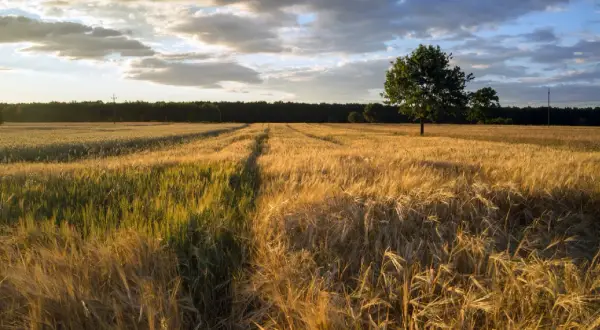 Motywy w Chłopach Reymonta, które zmieniają nasze spojrzenie na wieś